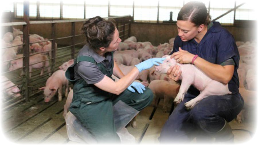 We take pride in providing the best care to our animals while they are in our care.